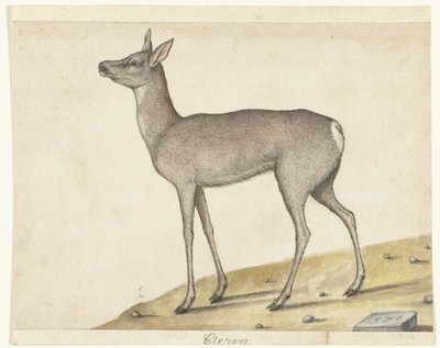Roe Deer by Anonymous