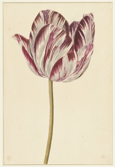 Red and White Tulip by Anonymous