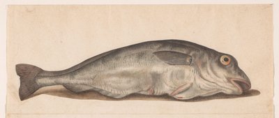 Haddock (Lombard Album) by Anonymous