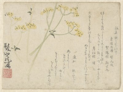 Umbelliferous Flowers by Anonymous