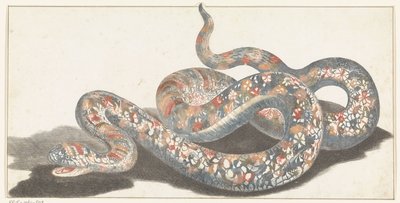 Snake by Anonymous
