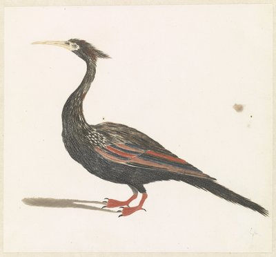 Anhinga by Anonymous