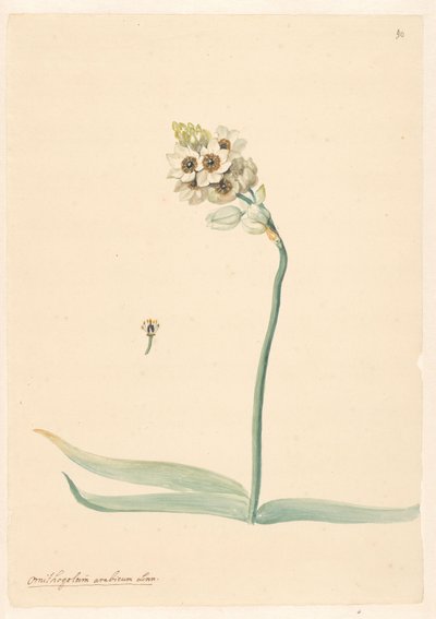 Branch of Ornithogalum with Detail of Stamen by Anonymous