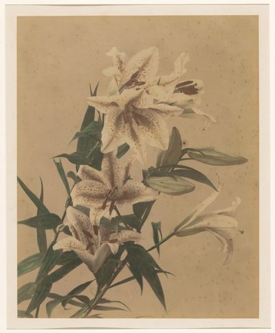 Tiger Lilies by Anonymous