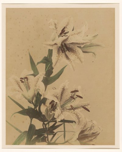 Tiger Lilies by Anonymous