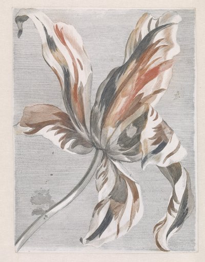 Tulip by Anonymous