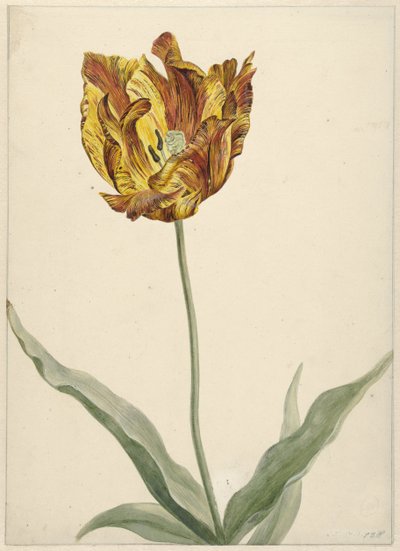 Tulip by Anonymous