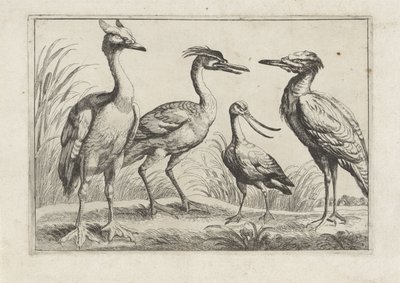 Four Wading Birds (Various Birds) by Anonymous