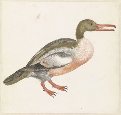 Sawbill Duck to the Right by Anonymous