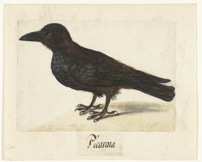 Black Crow (Picaraza) (Lombard Album series) by Anonymous