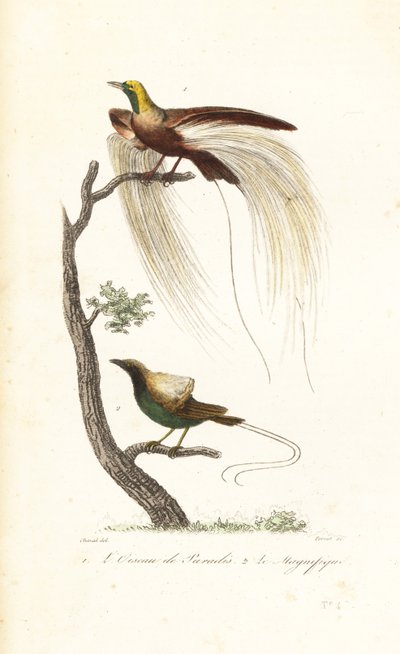 Greater bird-of-paradise and magnificent bird-of-paradise by Antoine (after) Chazal