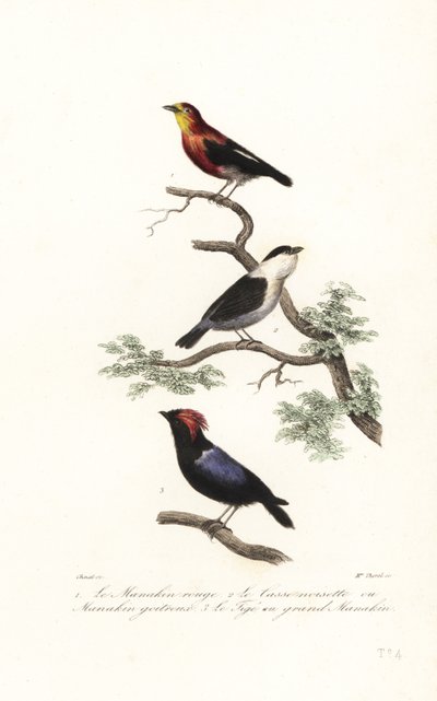 Manakin species by Antoine (after) Chazal