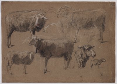 Studies of Sheep by Anton Mauve