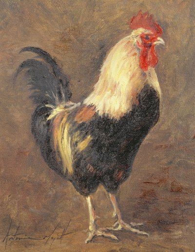 The Cockerel by Antonia Myatt