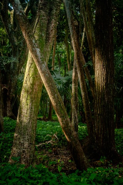 Afternoon, Tijuca Forest, Brazil, 2022 by Antonio Schubert