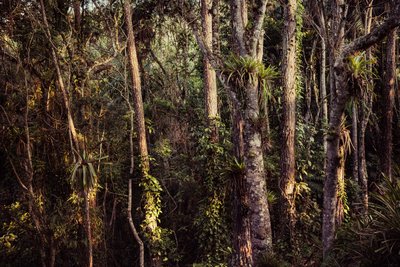 Rain Forest IV, 2021 by Antonio Schubert
