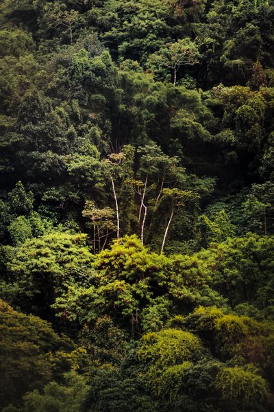 Rain Forest IX, 2018 by Antonio Schubert