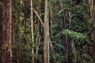 Rain Forest V, 2021 by Antonio Schubert