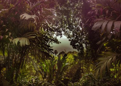 Tijuca Forest XXXVII, 2024 by Antonio Schubert