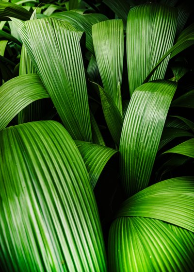 Tropical gardens, 2023 by Antonio Schubert