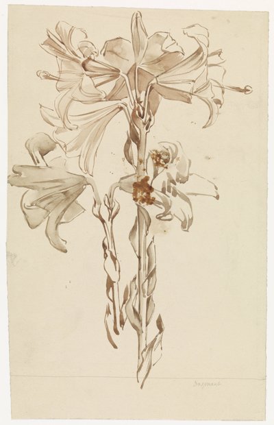 Study Sheet with Two Branches of Lilies by Antoon Derkinderen