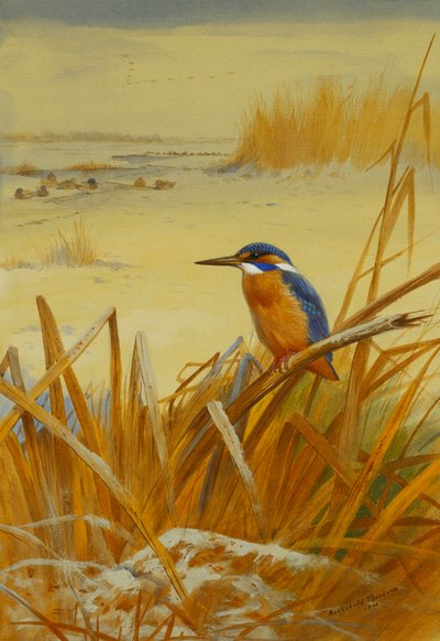 A Kingfisher Amongst Reeds in Winter by Archibald Thorburn