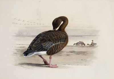 A Pink-Footed Goose by Archibald Thorburn