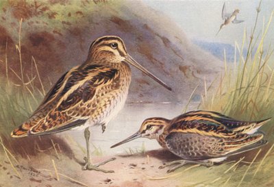 Common Snipe, Jack Snipe by Archibald Thorburn