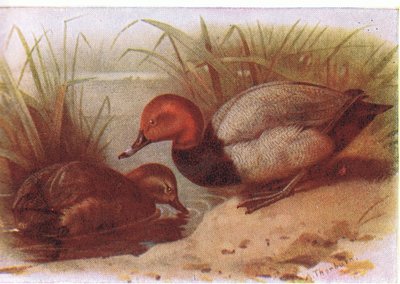 Pochard by Archibald Thorburn