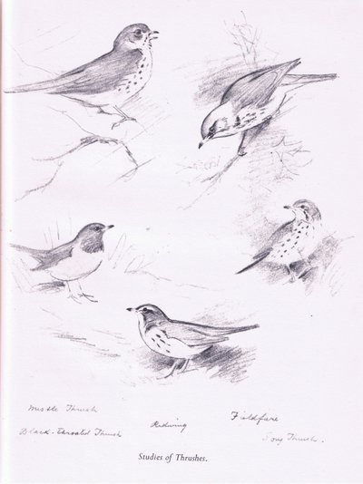 Study of Thrushes by Archibald Thorburn