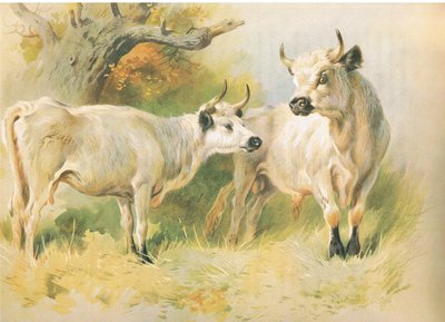 Wild Cattle by Archibald Thorburn