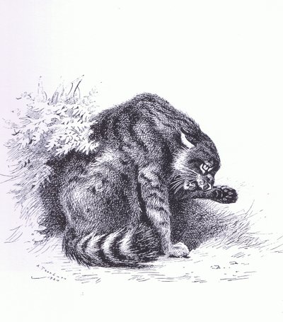 Wildcat, pub. by Book Club Associates by Archibald Thorburn