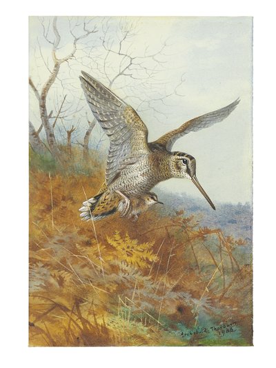 Woodcock and Young by Archibald Thorburn