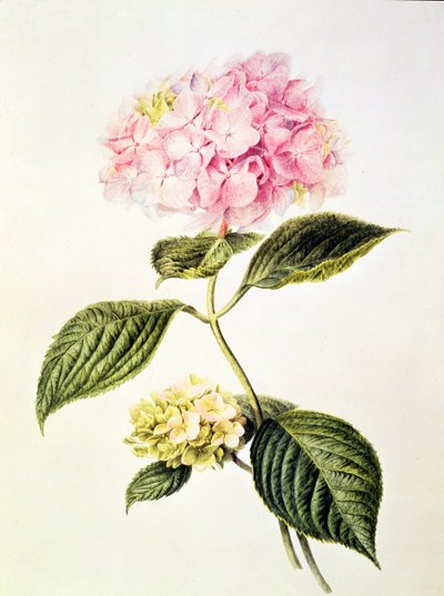 Hydrangea hortensia by Arnoldus Bloemers