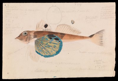 Butterfly Gurnard, Lepidotrigla vanessa by Arthur Bartholomew