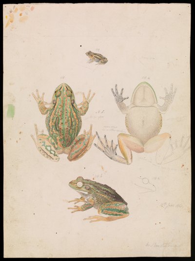 Growling Grass Frog, Litoria raniformis by Arthur Bartholomew