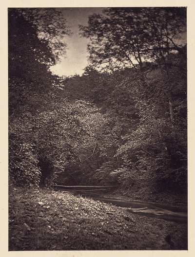 Forest Scene by Arthur Brown