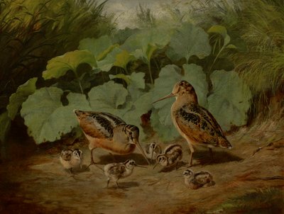 Woodcock and Young by Arthur Fitzwilliam Tait