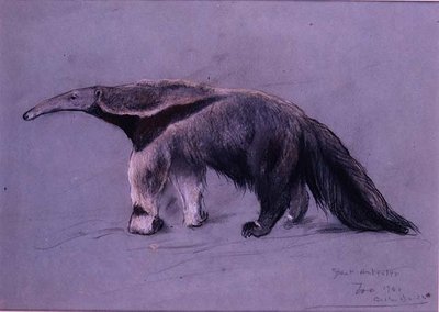 Great Anteater by Arthur Wardle
