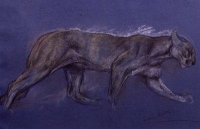 Puma by Arthur Wardle