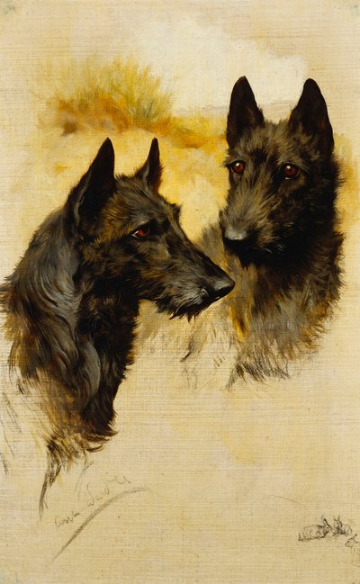 Two Scottish Terriers by Arthur Wardle