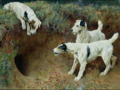 Wire-haired fox terriers by a badger set by Arthur Wardle