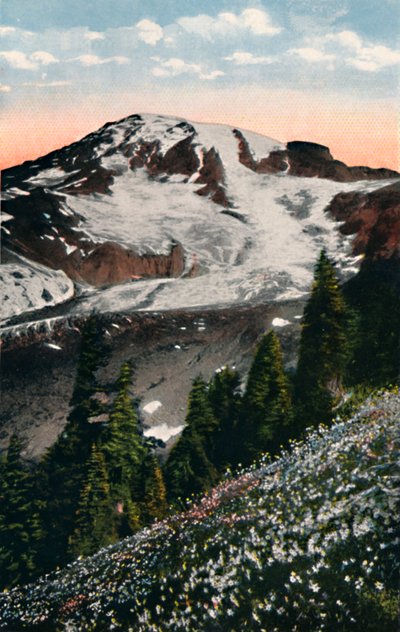 Avalanche Lilies, growing on Mount Rainier, c1916 by Asahel Curtis