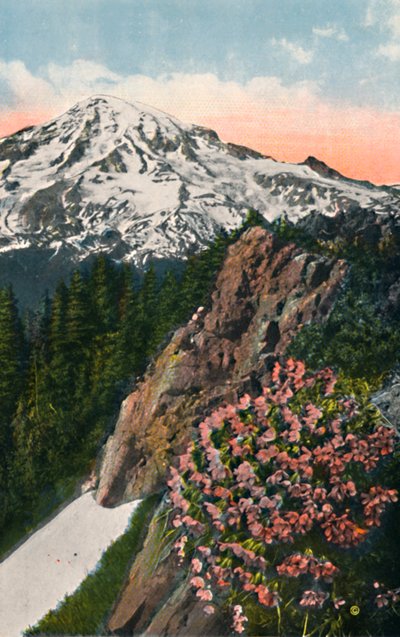 The Primrose on Mount Rainier by Asahel Curtis