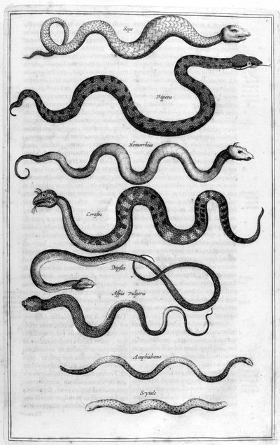 Serpents by Athanasius Kircher