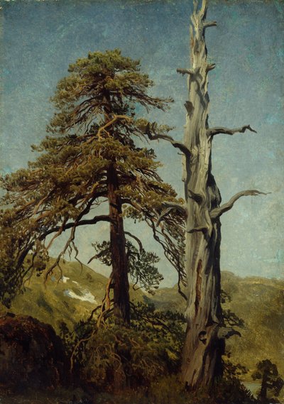 Study of Trees by August Cappelen