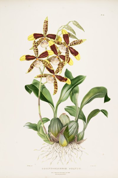 Rossioglossum Grande by Augusta Innes Withers