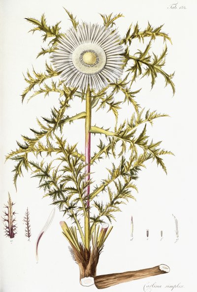 Carlina Simplex by Austrian School