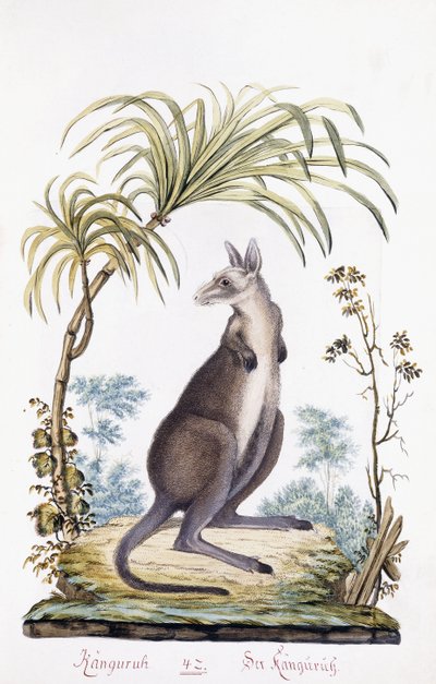 Kangaroo by Austrian School