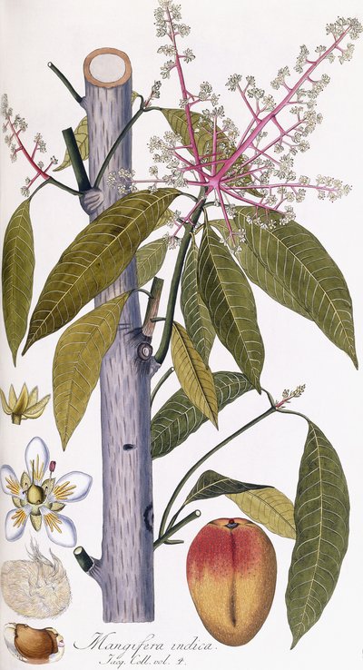Mangifera indica by Austrian School